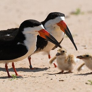 Schwarzmantel Scherenschnabel auch Amerikanischer Scherenschnabel genannt (Black Skimmer) mit Nachwuchs

s542 PortoJofre BlackSkimmer 8872