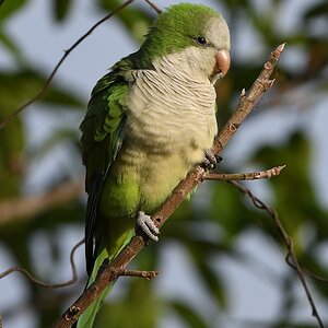Mönchssittich (Monk Parakeet)

s612 PortoJofre MonkParakeet 0444 h