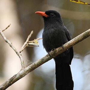 Schwarzstirntrappist (black-fronted Nonbird)

s682 PantanalHotel Black frontedNonbird 1524 h