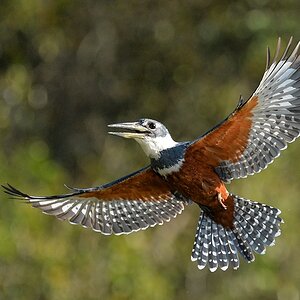 Rotbauchfischer (Ringed Kingfisher)

s820 PantanalHotel RingedKingfisher 9638