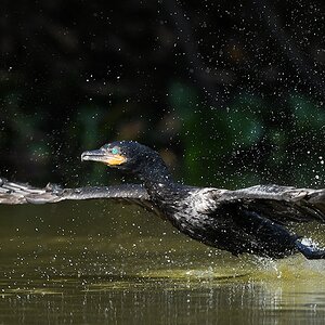 Olivenscharbe (neotropic cormorant)

s821 PantanalHotel OlivaceousCoromorant 3789