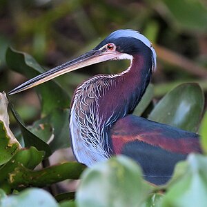 Speerreiher (agami heron)


s832 PantanalHotel AgamiHeron 4090