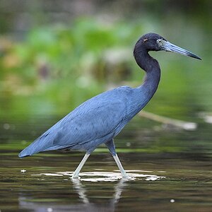 Blaureiher (little blue heron)

s892 PantanalHotel LittleBlueHeron 4798