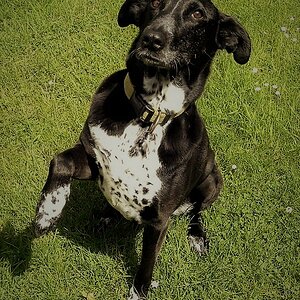Lina kam vor 5 Jahren aus Frankreich vom Tierasyl zu uns, total verängstigt verkroch sie sich fast 1 Jahr nur unterm Küchentisch und zitterte ! Heute 