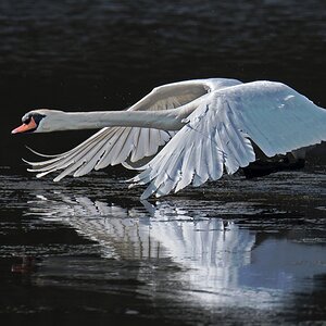 D50 3337 Schwan dicht überm Wasser IA 4 2018