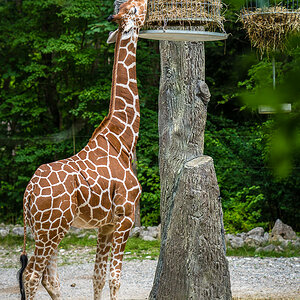 Netzgiraffe