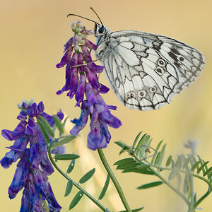 Schachbrettfalter (Melanargia galathea) männlich