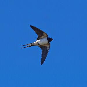 DSC 3655k