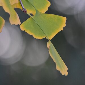 Ginkgobaum Herbst