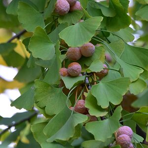 Ginkgobaum mit Früchten