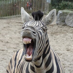 Zebra