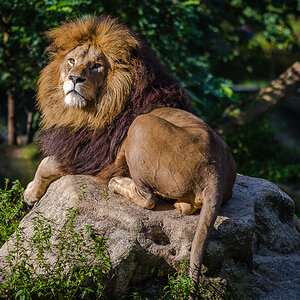 Löwe auf dem Felsen