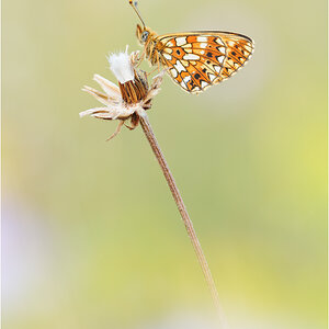 Boloria Selene