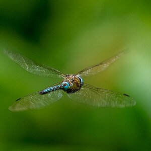 Libelle