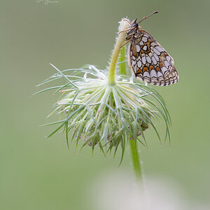 Wachtelweizen-Scheckenfalter (Melitaea athalia)