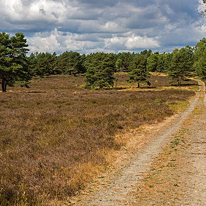 Trockenheide