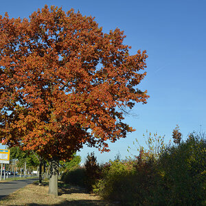 indian summer 1200