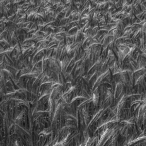 Triticale