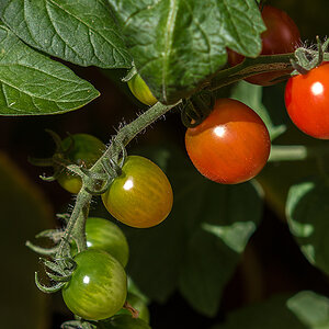 Tomaten