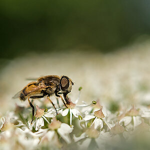 Schwebfliege