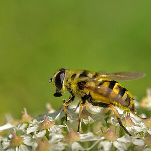 Schwebfliege 2
