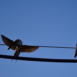 comp DSC 3006 2