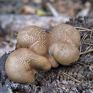 pilze13