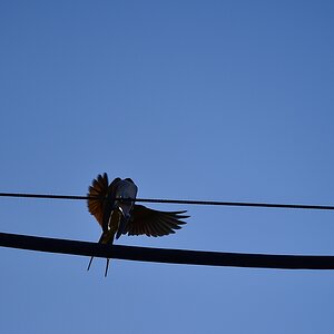 comp DSC 3007 2