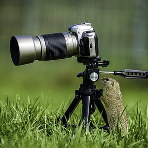 Ziesel als Fotografenlehrling