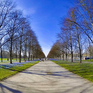 Allee
