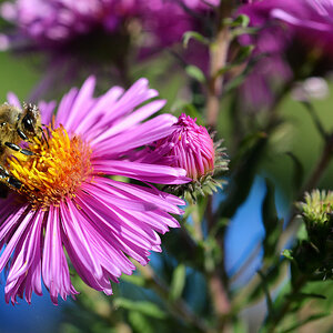 biene Chrysantheme 1200