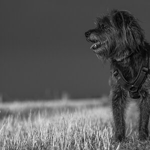 Lucy Abendspaziergang