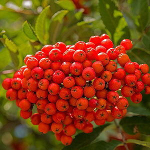 Vogelbeeren