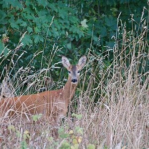 Versteckt