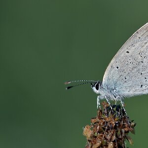 comp JEM 8844


Kurzschwänziger Bläuling
