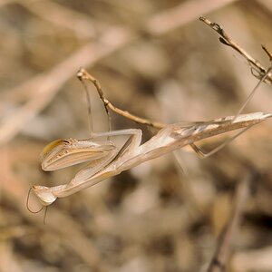 D75 8682hängende Mantis IA auf Kreta 6 2018