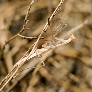 D75 8679 Mantis III A Kreta 6 2018