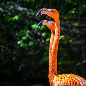 Flamingos