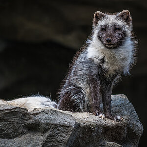 Polarfuchs