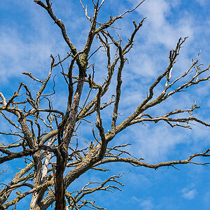 Geierbaum