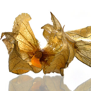 Physalis II