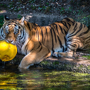 Tiger Wasserball