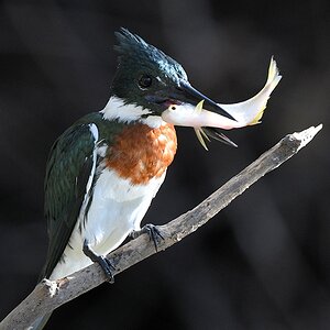 Herr Amazonasfischer (amazon kingfisher)

Bitte nicht verwechseln mit einen königlichen Schäppchenjäger im Onlinehandel.

s822 PantanalHotel AmazonKin