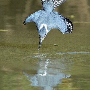 Rotbauchfischer (ringed kingfisher) im Sturzflug.

s824 PantanalHotel RingedKingfisher 9721 h