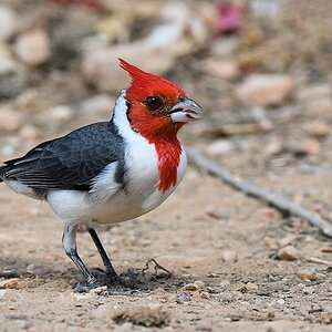 Graukardinal (red-crested cardinal)

s860 PantanalHotel RedCrestedCardinal 4123