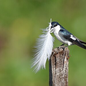 Cayenneschwalbe (White-winged Swallow)

s1012 RioClaro White WingedSwallow 6227