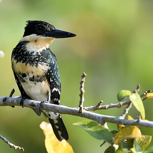 Frau Grünfischer (Green Kingfisher) 

s1118 RioClaro GreenKingfisher 7287