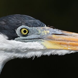 Cocoireiher (Cocoi Heron)

s1126 RioClaro CocoiHeron 7702