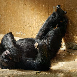 Affe