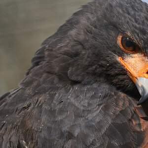 roter wüstenbussard 1200